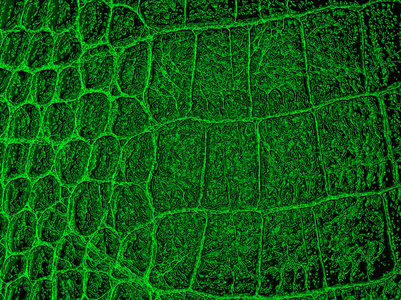绿色皮革纹理背景。爬行动物的皮肤
