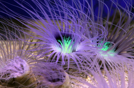 紫 海底 华美 海洋 马尾 潜水 捕食性