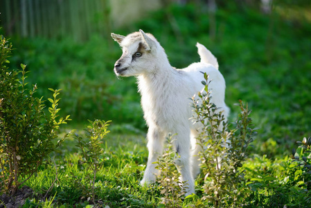 白色婴儿山羊站在绿色的草坪上晴朗的一天