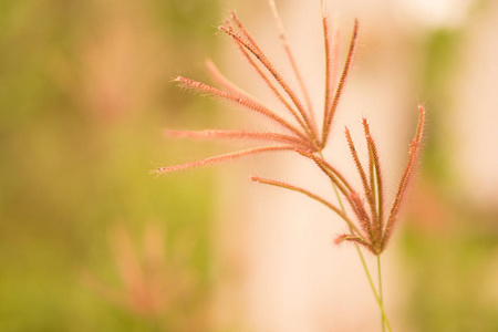 柔焦草花 abstarct 春夏秋自然背景