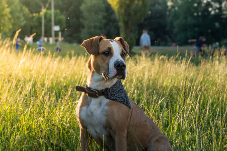 经过训练的狗画像在头巾坐在公园的草地上