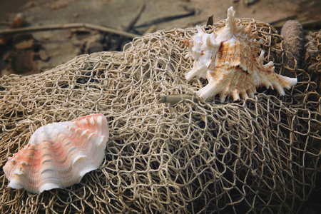 美丽的贝壳躺在岸上渔网绞图片