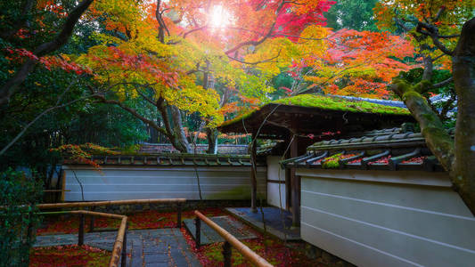 在京都，日本筝在寺秋艳 