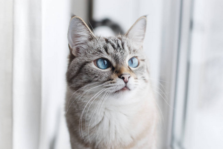 漂亮的灰色猫看着窗外