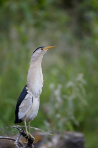 小卤水，小 minutus