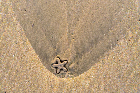 背景在沙滩上的海星