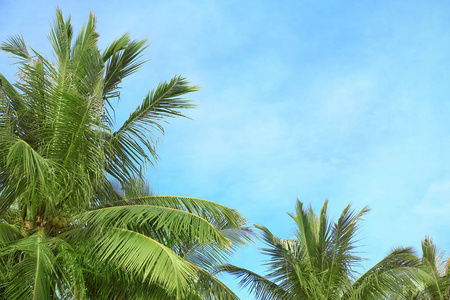 绿色的热带棕榈树