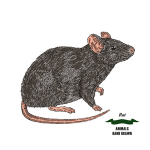 手工绘制的小鼠或大鼠动物。在白色背景的彩色的素描。矢量插图复古照片