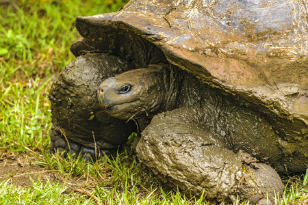 厄瓜多尔的加拉帕戈巨龟