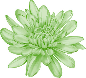 美丽的 hrizantenium 花