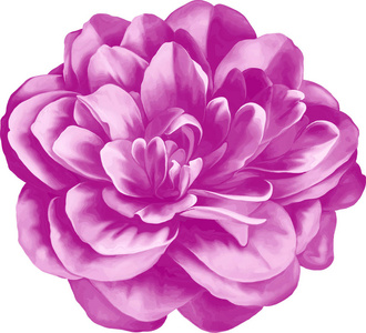 紫色的山茶花