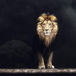 美丽的狮子，狮子在黑烟的肖像