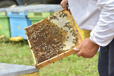 工作蜜蜂在蜂巢的蜜蜂花蜜转化为蜂蜜并关闭它在蜂巢
