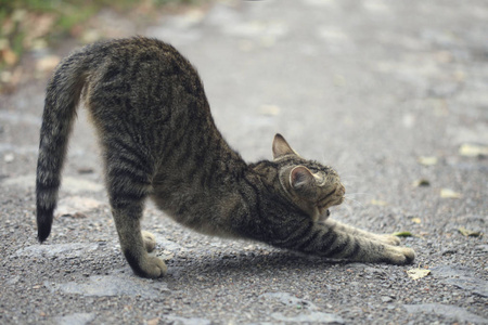 伸展的可爱猫咪