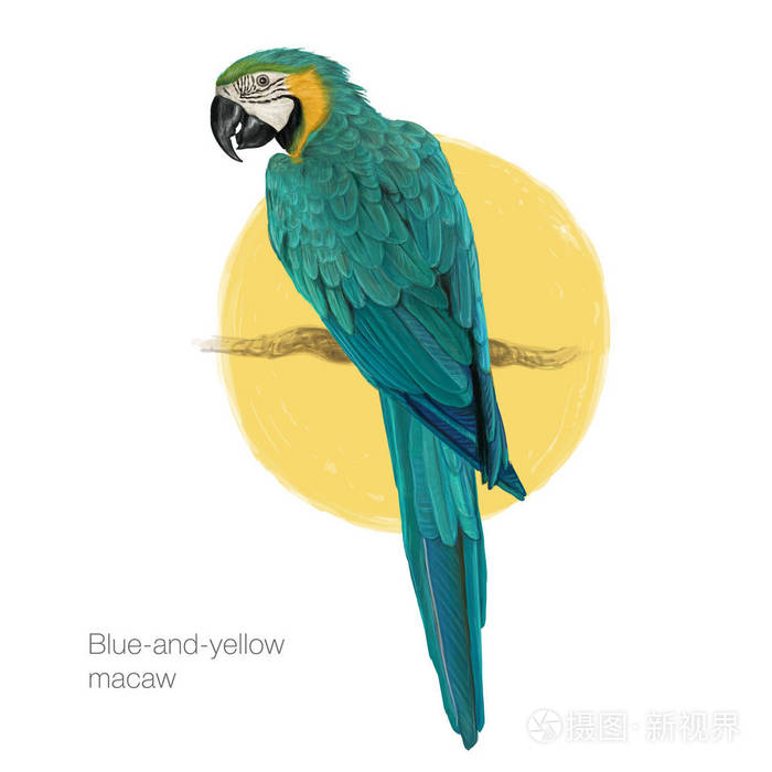 蓝色和黄色的金刚鹦鹉手绘油画