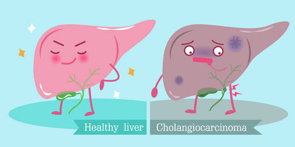 肝脏的健康概念