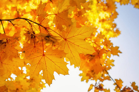 美丽的黄色红色多彩的秋天枫叶