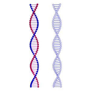 抽象的 Dna 螺旋。白色背景上的孤立。矢量这