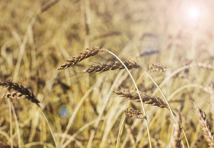 大金耳朵的小麦在阳光中的字段