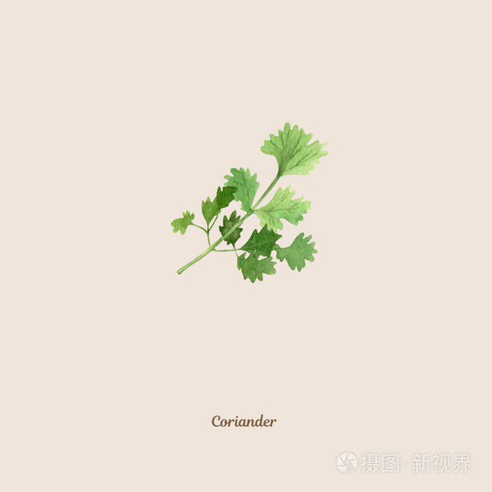 手绘水彩海报与香菜