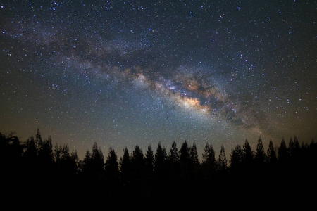 美丽的银河和松树上夜空的剪影