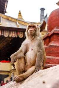 猴子生活在 Swayambunath 寺，加德满都，尼泊尔