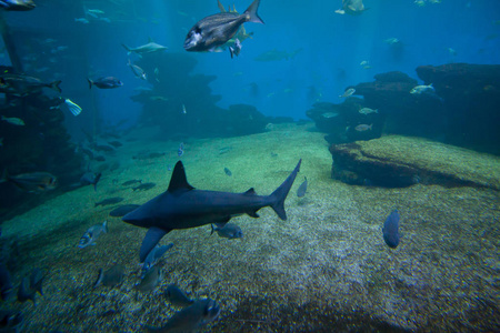 多彩的异国热带鱼类和鲨鱼水下水族馆