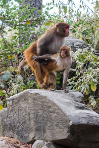 猴子在 Swayambunath 寺，加德满都，尼泊尔