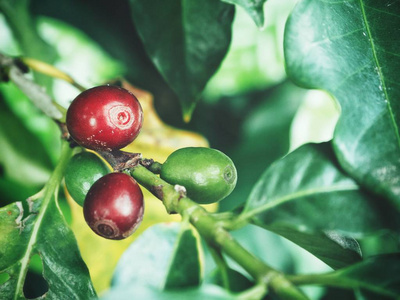 树上成熟咖啡豆的特写图