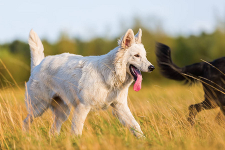 白色德国牧羊犬在户外