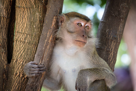快乐地坐在一棵树上的猴子