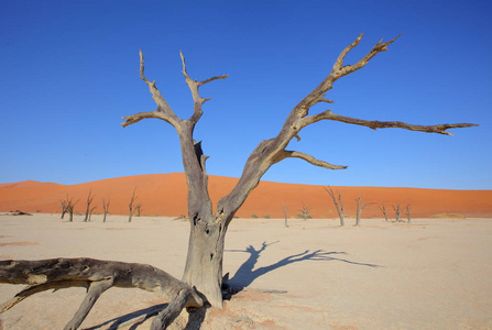 Deadvlei 相思树