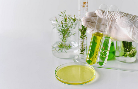 在实验室，科学家研究和实验绿色中药提取的天然药物发展