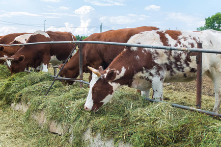 在围场的农村宠物。农场牧场养殖奶牛。畜牧业在村子里
