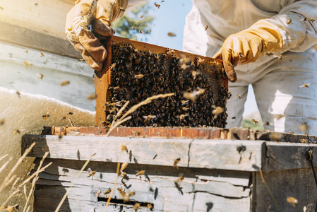 养蜂人工作收集蜂蜜