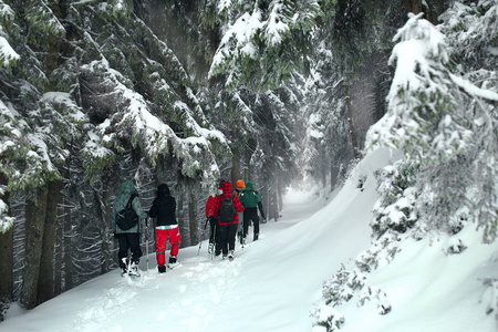 组的冬季森林雪路上跋涉