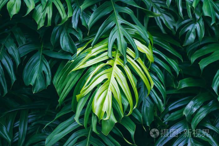 自然夏季森林植物热带绿色叶子