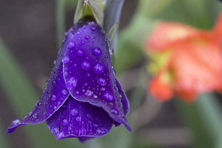 详细的带雨点紫唐菖蒲