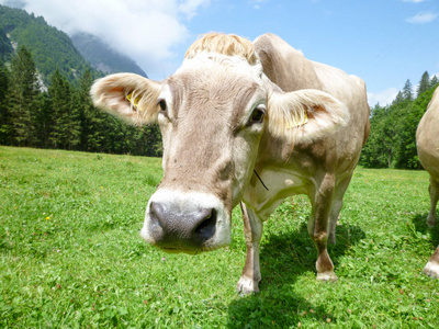 棕色奶牛在高山草甸在英格堡