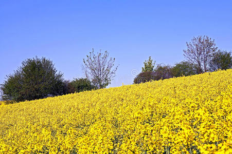 领域