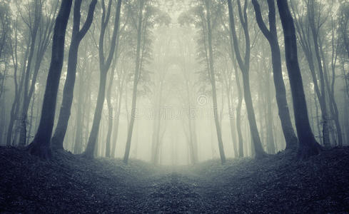 对称带雾的黑暗森林