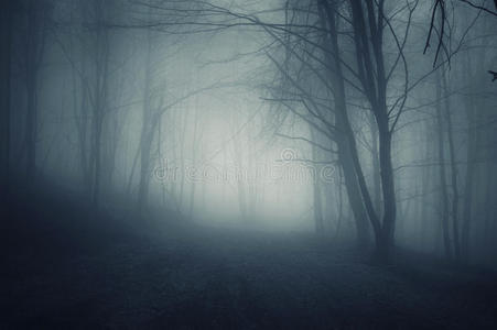 秋天，在一片漆黑的森林里，有蓝色的雾
