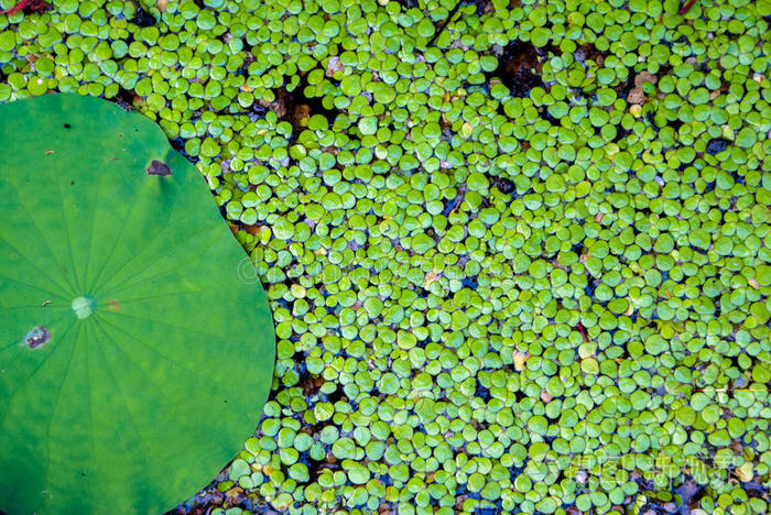 和花园野百合绿荷叶维多利亚荷叶池塘和睡莲夏季湖睡莲湖里的绿色荷叶