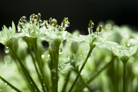 韭菜花露水图片