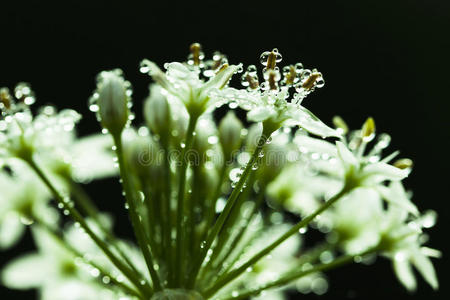 韭菜花露水图片