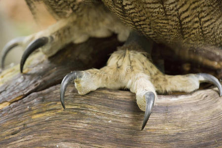 欧亚鹰鸟的爪子图片