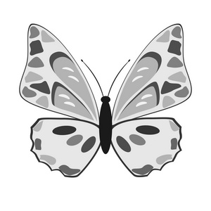 在白色背景上的黑色和白色蝴蝶