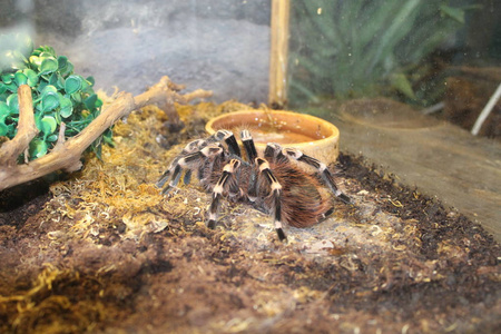 大蜘蛛蛛 brachypelma