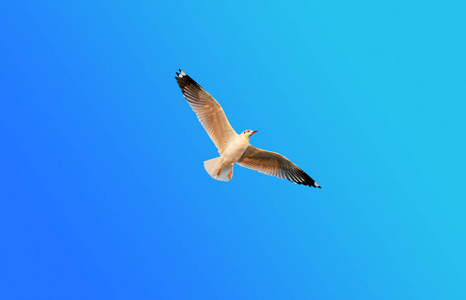 一只海鸥飞过蓝色天空背景