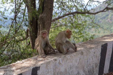 家族的猴子正坐在阴沉的天气在公路旁边